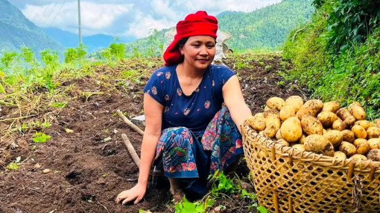 मुस्ताङे आलु उत्पादन घट्यो